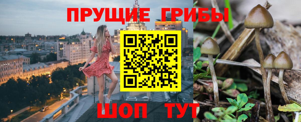 Галлюциногенные грибы Psilocybe Котлас